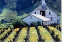 Sonoma Napa Wine Tour & Golden Gate Bay Cruise